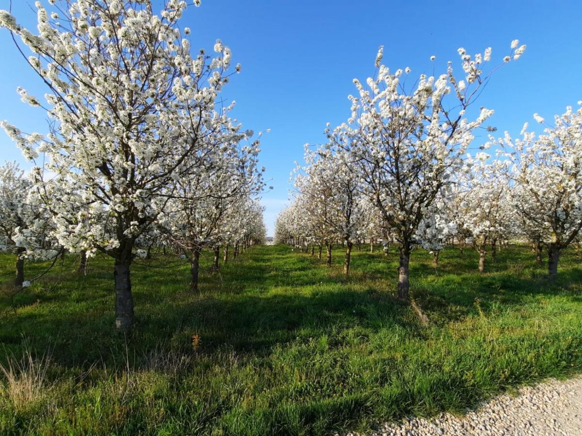Pflaumers Eppingen